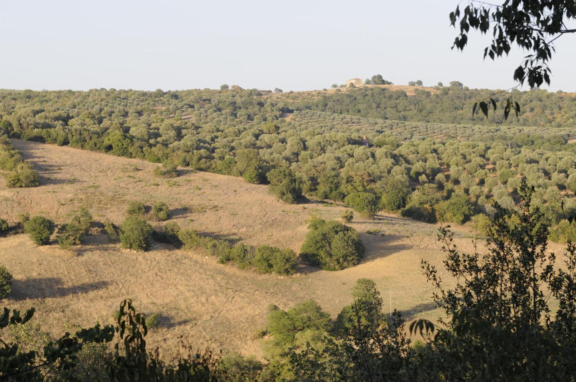 Le Tartarughe B&B Magliano in Toscana Extérieur photo