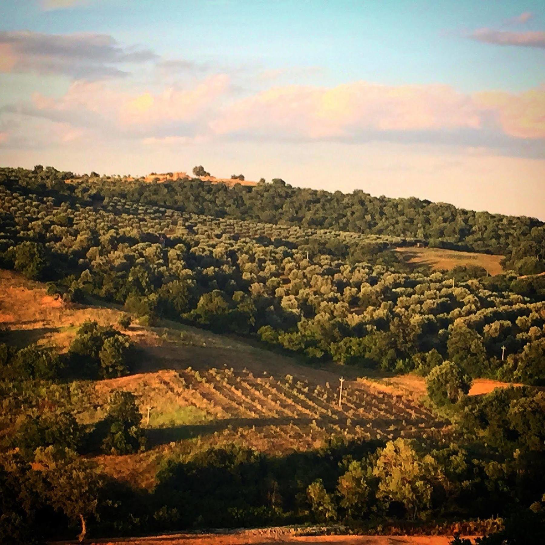 Le Tartarughe B&B Magliano in Toscana Extérieur photo